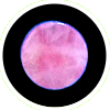 Rose Quartz Stone Plug Pair Double-Flared